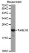 Transgelin 3 antibody, abx003521, Abbexa, Western Blot image 