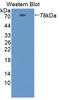 Serpin Family A Member 10 antibody, LS-C372857, Lifespan Biosciences, Western Blot image 