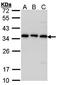 Tubulin Folding Cofactor B antibody, orb69813, Biorbyt, Western Blot image 
