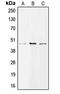 Bone Morphogenetic Protein 8a antibody, LS-C353687, Lifespan Biosciences, Western Blot image 