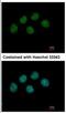 Negative Elongation Factor Complex Member B antibody, NBP2-15935, Novus Biologicals, Immunofluorescence image 