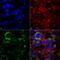 Cytochrome C Oxidase Subunit 4I1 antibody, LS-C777299, Lifespan Biosciences, Immunocytochemistry image 
