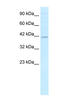 Tripartite Motif Containing 13 antibody, MBS832309, MyBioSource, Western Blot image 