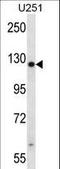 Tetratricopeptide Repeat Domain 13 antibody, LS-C160287, Lifespan Biosciences, Western Blot image 