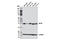 Sirtuin 5 antibody, 8782S, Cell Signaling Technology, Western Blot image 