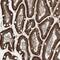Zinc Finger Protein 354C antibody, PA5-56587, Invitrogen Antibodies, Immunohistochemistry frozen image 