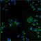 Trans-Golgi network integral membrane protein TGN38 antibody, GTX22809, GeneTex, Immunofluorescence image 