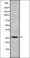 Granzyme A antibody, orb337850, Biorbyt, Western Blot image 