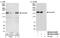 Gem Nuclear Organelle Associated Protein 5 antibody, NB100-61049, Novus Biologicals, Western Blot image 