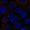 Solute Carrier Family 6 Member 12 antibody, PA5-57099, Invitrogen Antibodies, Immunofluorescence image 