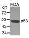 p53 antibody, 79-533, ProSci, Western Blot image 