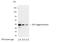 GST antibody, A190-122B, Bethyl Labs, Western Blot image 