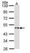 Ring Finger Protein 25 antibody, LS-B4226, Lifespan Biosciences, Western Blot image 