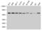 NOP58 Ribonucleoprotein antibody, LS-C317815, Lifespan Biosciences, Western Blot image 