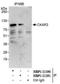Cytoskeleton Associated Protein 2 antibody, NBP1-21390, Novus Biologicals, Immunoprecipitation image 