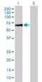Zinc Finger And SCAN Domain Containing 20 antibody, H00007579-B01P, Novus Biologicals, Western Blot image 