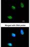 mATH1 antibody, PA5-29392, Invitrogen Antibodies, Immunofluorescence image 