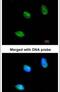 Atonal BHLH Transcription Factor 1 antibody, PA5-29392, Invitrogen Antibodies, Immunofluorescence image 