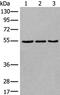 WD Repeat, Sterile Alpha Motif And U-Box Domain Containing 1 antibody, PA5-67587, Invitrogen Antibodies, Western Blot image 