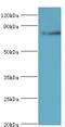 Aryl Hydrocarbon Receptor Nuclear Translocator 2 antibody, MBS1497021, MyBioSource, Western Blot image 