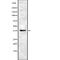 Ubiquitin C-Terminal Hydrolase L5 antibody, abx219235, Abbexa, Western Blot image 