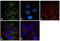 RISC-loading complex subunit TARBP2 antibody, LF-MA0209, Invitrogen Antibodies, Immunofluorescence image 