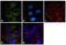 TARBP2 Subunit Of RISC Loading Complex antibody, LF-MA0209, Invitrogen Antibodies, Immunofluorescence image 