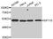 SP110 Nuclear Body Protein antibody, MBS128982, MyBioSource, Western Blot image 