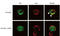 Signal Transducer And Activator Of Transcription 5A antibody, orb345603, Biorbyt, Immunocytochemistry image 