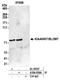 KH Domain Containing 4, Pre-MRNA Splicing Factor antibody, A304-956A, Bethyl Labs, Immunoprecipitation image 