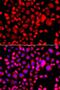 Eotaxin-1 antibody, LS-C409169, Lifespan Biosciences, Immunofluorescence image 