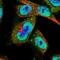 mCLOCK antibody, NBP1-88614, Novus Biologicals, Immunofluorescence image 