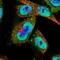 Clock Circadian Regulator antibody, NBP1-88614, Novus Biologicals, Immunofluorescence image 