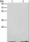Angiogenin antibody, LS-C403721, Lifespan Biosciences, Western Blot image 