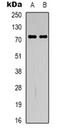 Guanylate Binding Protein 4 antibody, orb318817, Biorbyt, Western Blot image 