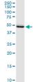 PC4 And SFRS1 Interacting Protein 1 antibody, H00011168-M01, Novus Biologicals, Western Blot image 