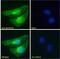Isocitrate Dehydrogenase (NAD(+)) 3 Beta antibody, 42-357, ProSci, Western Blot image 