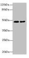 PTGES3L-AARSD1 Readthrough antibody, CSB-PA863119LA01HU, Cusabio, Western Blot image 