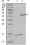 Presenilin Associated Rhomboid Like antibody, abx011320, Abbexa, Enzyme Linked Immunosorbent Assay image 