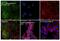 CD209 Molecule antibody, MA5-16866, Invitrogen Antibodies, Immunofluorescence image 