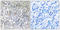 Sestrin 1 antibody, LS-C120385, Lifespan Biosciences, Immunohistochemistry paraffin image 