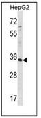 RFNG O-Fucosylpeptide 3-Beta-N-Acetylglucosaminyltransferase antibody, AP53638PU-N, Origene, Western Blot image 