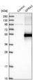 GDNF Family Receptor Alpha 3 antibody, NBP1-89774, Novus Biologicals, Western Blot image 