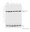 Eukaryotic Translation Elongation Factor 2 antibody, PA5-38085, Invitrogen Antibodies, Western Blot image 