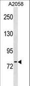 MEP antibody, LS-C157999, Lifespan Biosciences, Western Blot image 