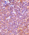 P21 (RAC1) Activated Kinase 2 antibody, 3885, ProSci, Immunohistochemistry frozen image 