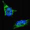 Lin-28 Homolog B antibody, F44235-0.4ML, NSJ Bioreagents, Immunofluorescence image 