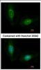 Leucine Rich Pentatricopeptide Repeat Containing antibody, NBP2-19373, Novus Biologicals, Immunofluorescence image 