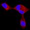 Endothelin 3 antibody, MAB5579, R&D Systems, Immunofluorescence image 