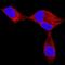 Endothelin 3 antibody, MAB5579, R&D Systems, Immunofluorescence image 